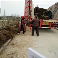 中油16号桃树苗批发