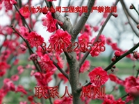 苏州梅花树基地 红梅 绿梅 白梅 梅花名贵品种 梅花树桩盆景