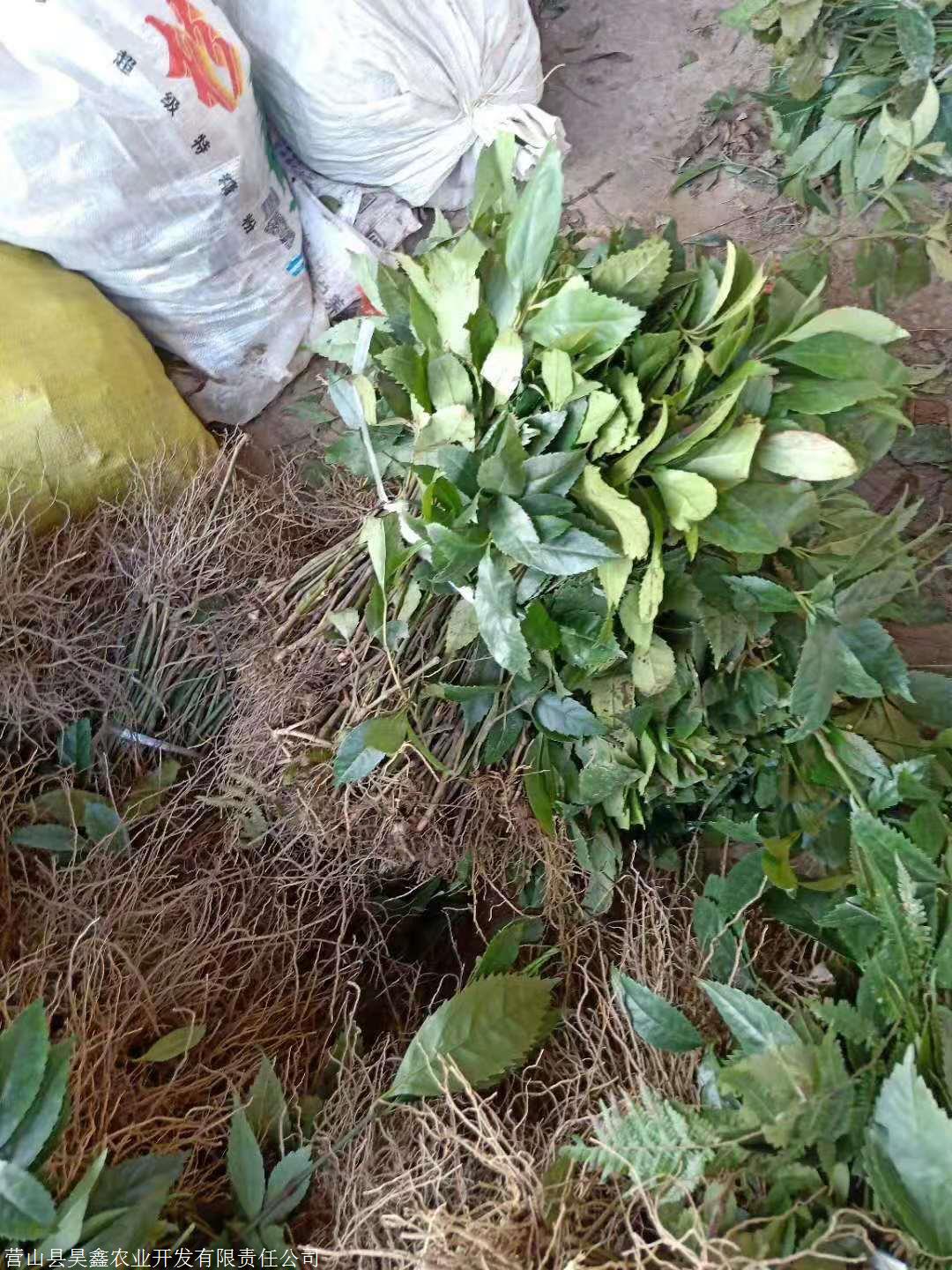 草珊瑚苗草珊瑚苗产地草珊瑚的价格草珊瑚怎麽栽种