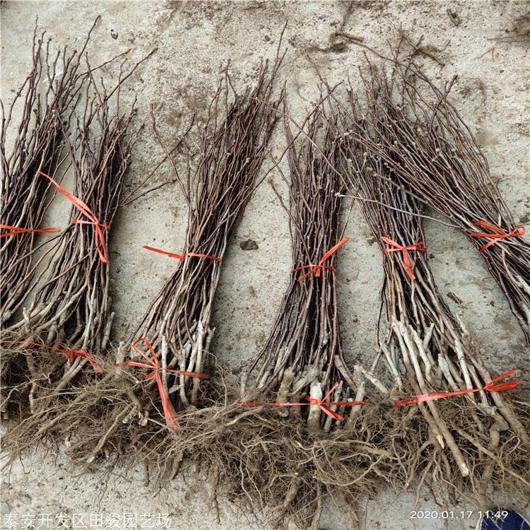 山楂苗-山楂苗价格/厂家/批发-泰安开发区田骏园艺场