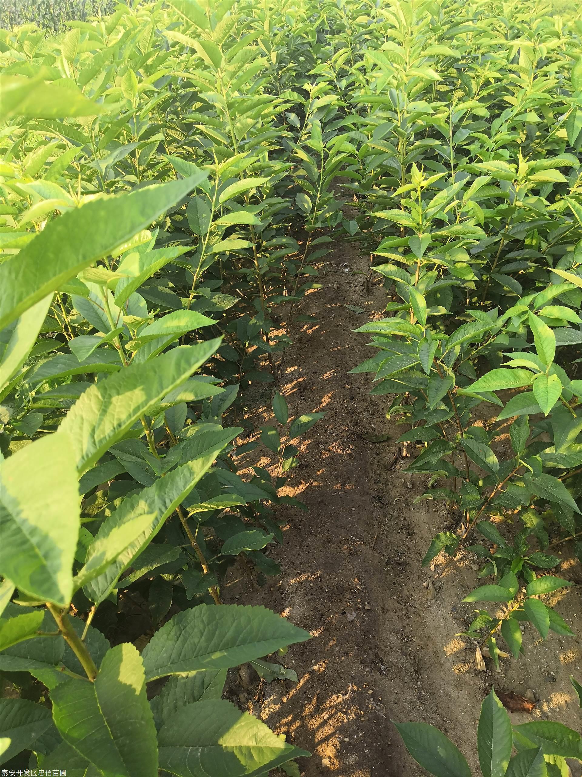 齐早樱桃苗报价