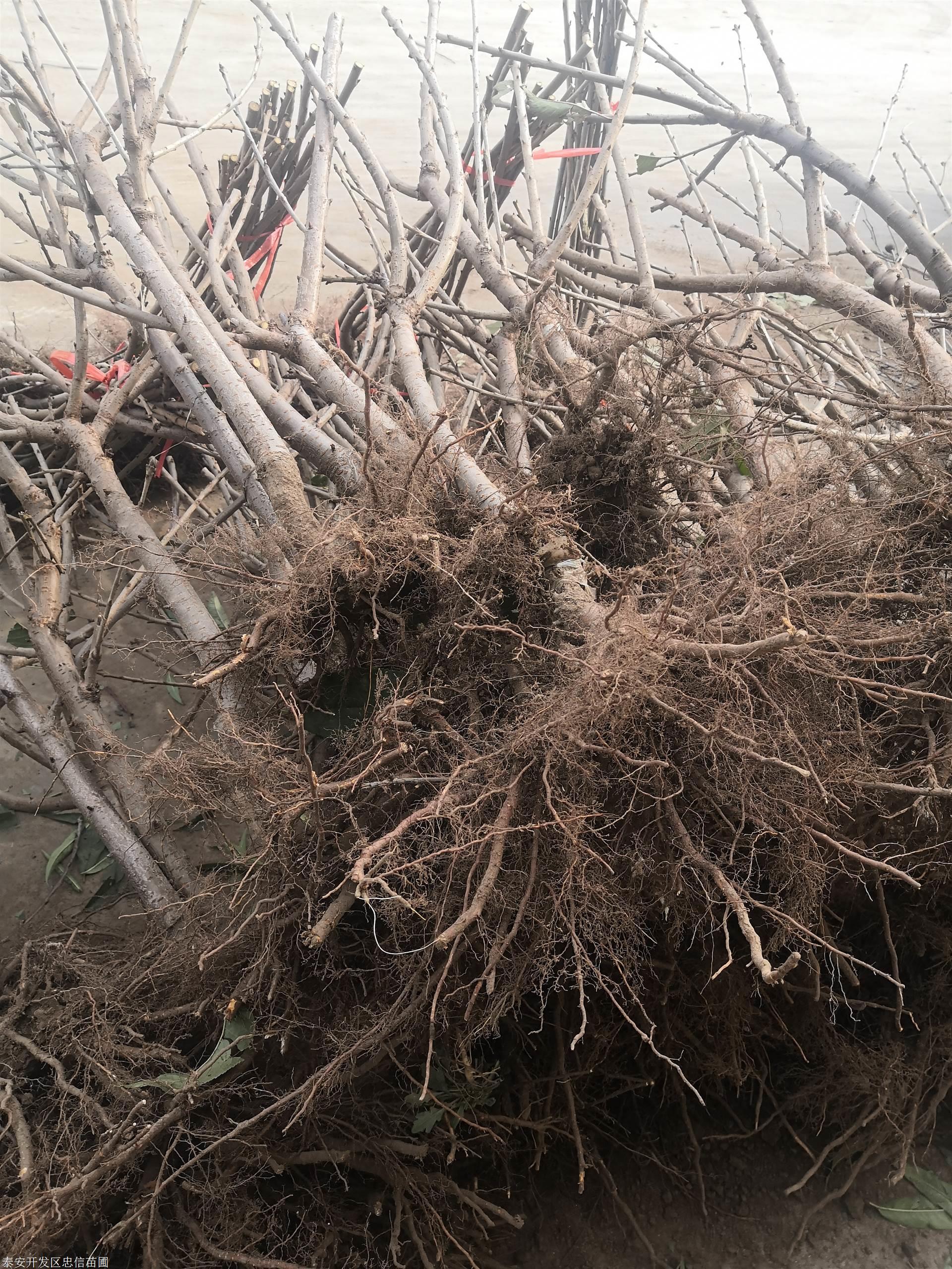 美早樱桃苗多少钱一棵