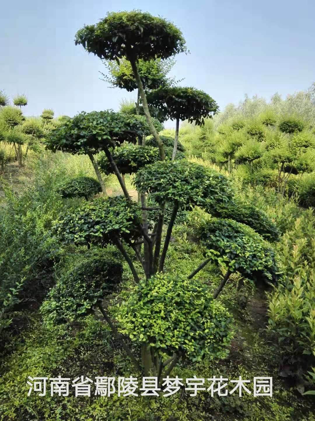 小叶女贞造型树修剪技术