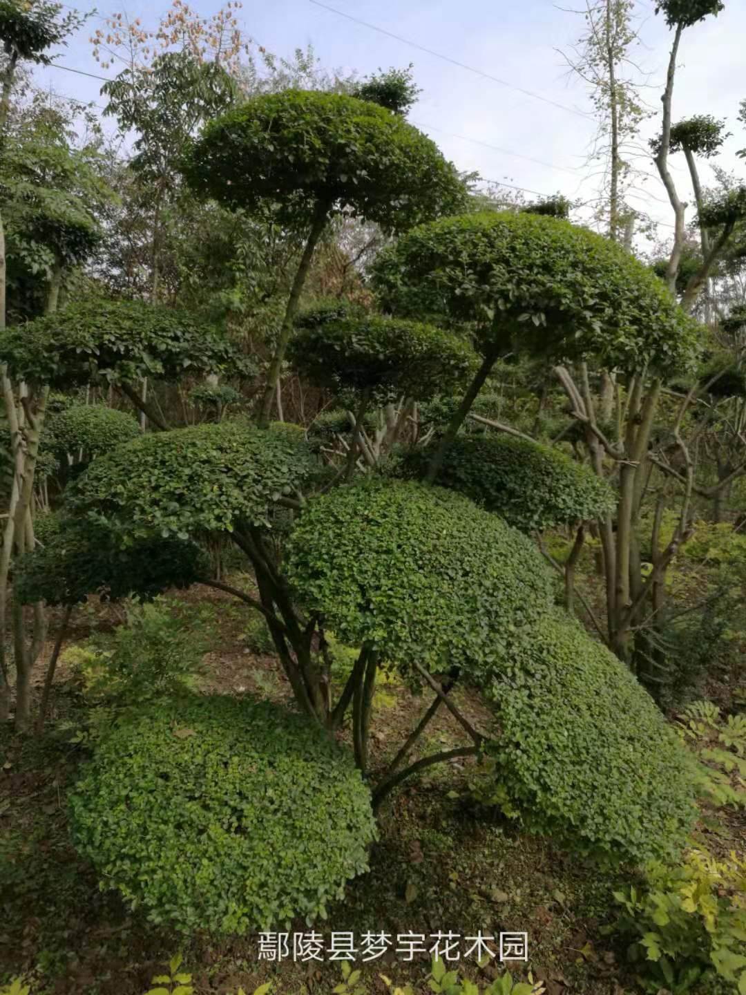 鄢陵造型苗木成了香餑餑