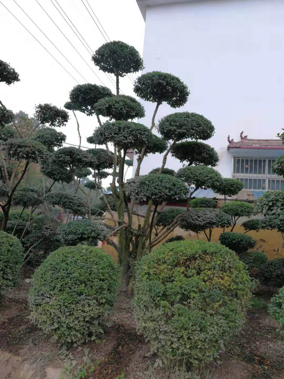 造型花木造型苗木