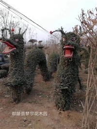 河南小叶女贞造型基地