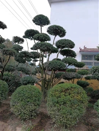 鄢陵造型苗木成了香饽饽