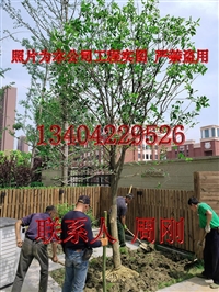 苏州桂花树种植基地 大型精品桂花树 高杆桂花树 光福桂花树苗圃