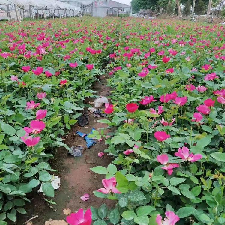 山東豐花月季基地供應豐花月季工程豐花月季豐花月季價格