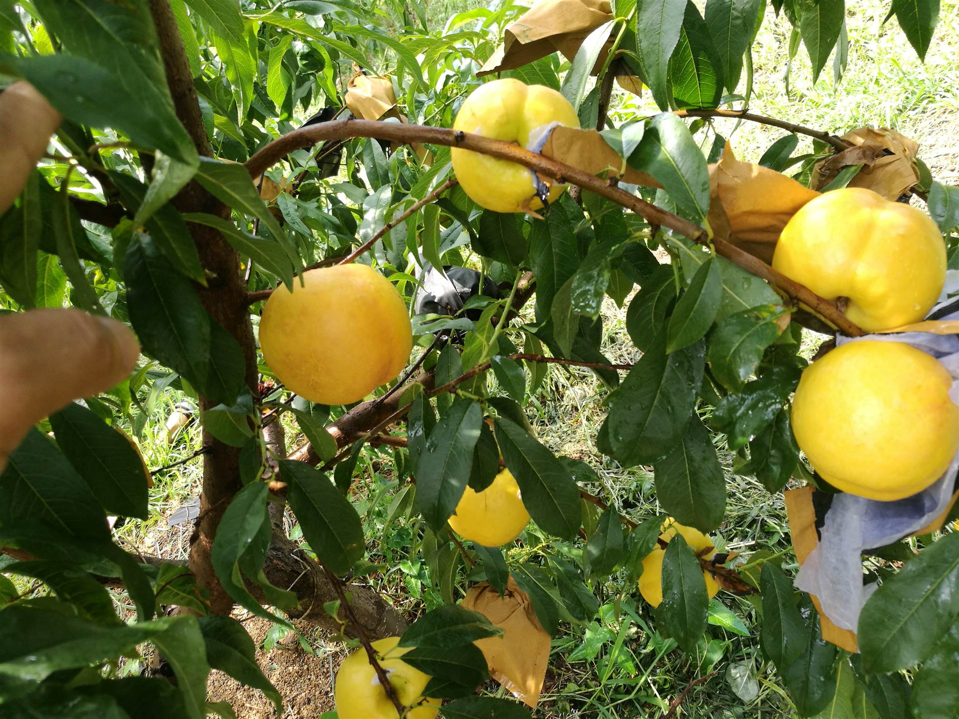 文一黄金蜜1号桃树苗基地黄金蜜桃树苗供应嫁接桃树苗批发