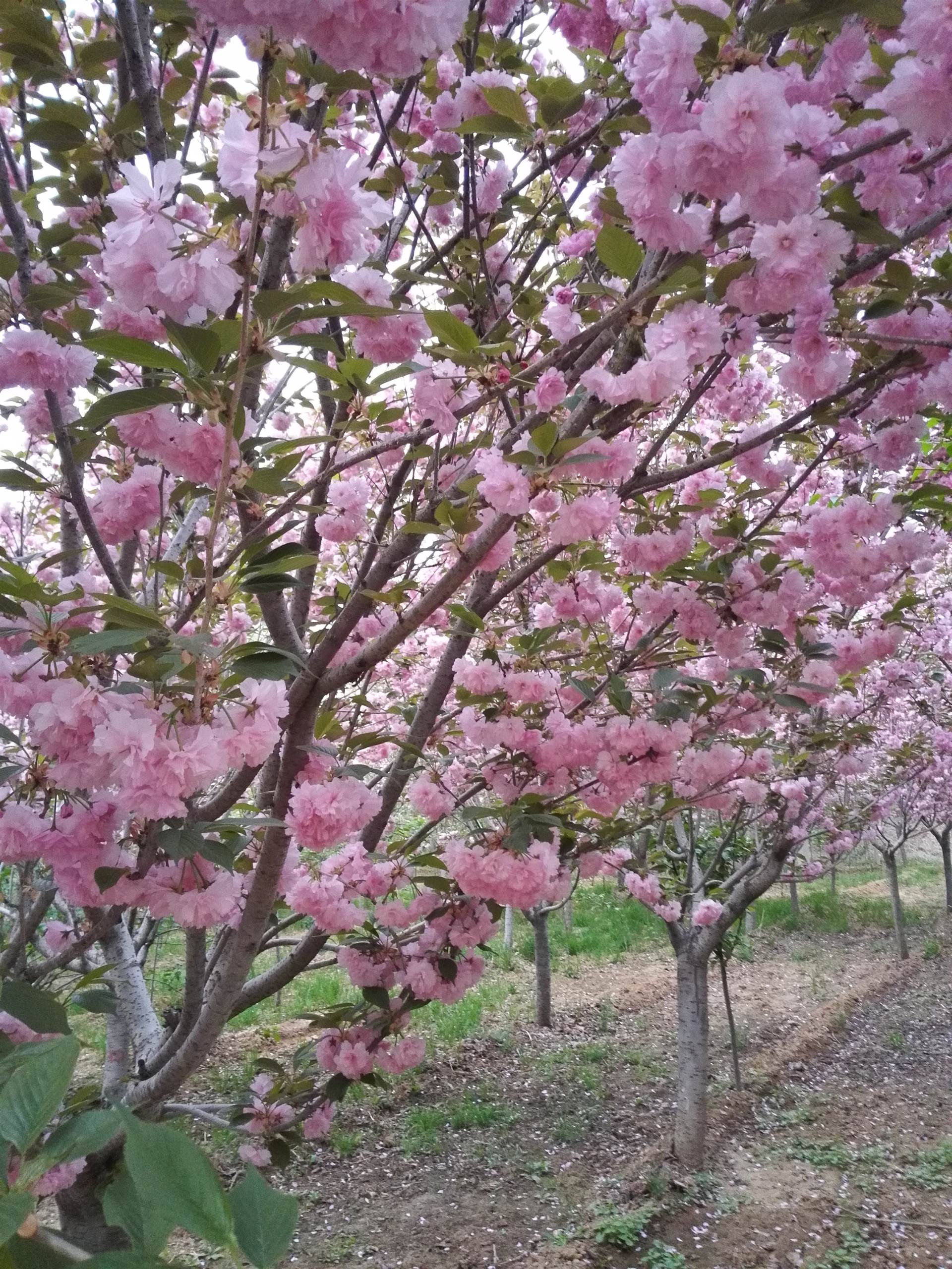 山东泰安樱花基地图片