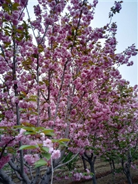 泰安染井吉野樱花基地