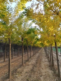 山东泰安樱花，泰安樱花供应，泰安黄金槐基地，泰安菊花碧桃