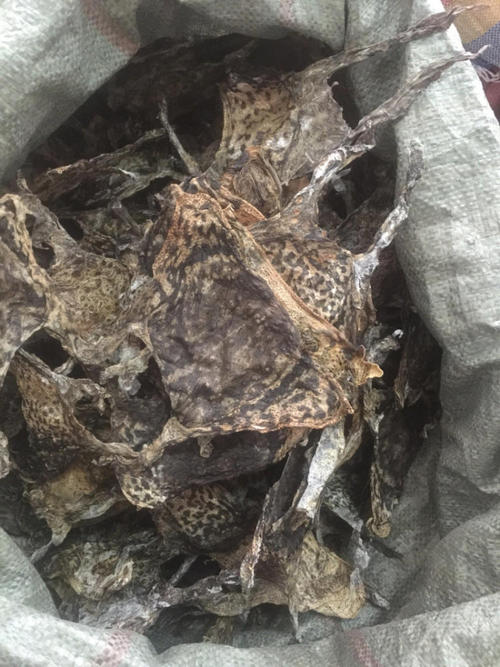 中药材批发蟾蜍皮  蟾蜍皮价格