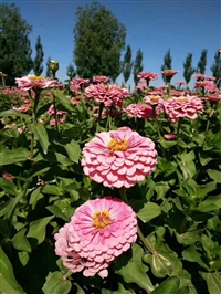 供应百日草新种子全国发货