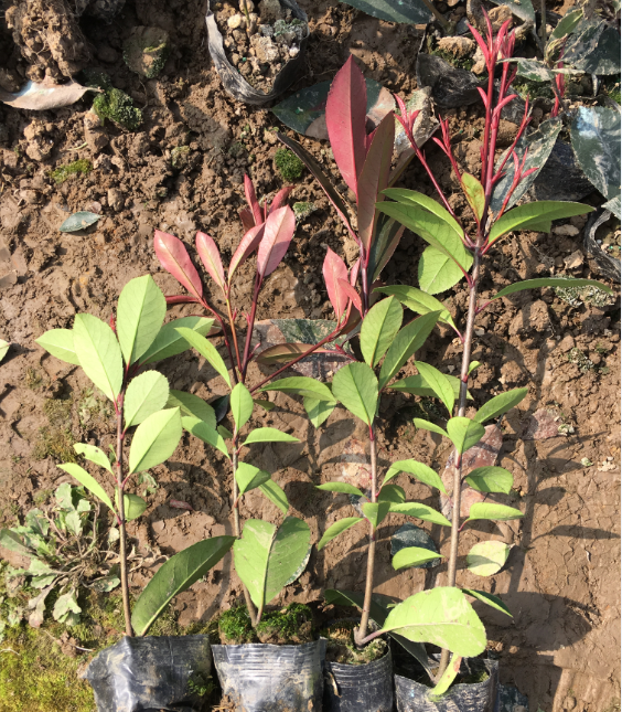 30到40高度红叶石楠小杯苗产地在浙江金华红叶石楠苗基地