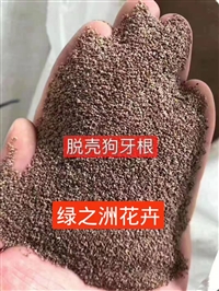 结缕草新种子价格便宜