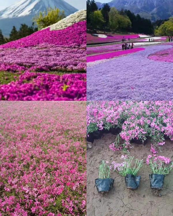 花坛花带用丛生福禄考球场用丛生福禄考福禄考花海用苗