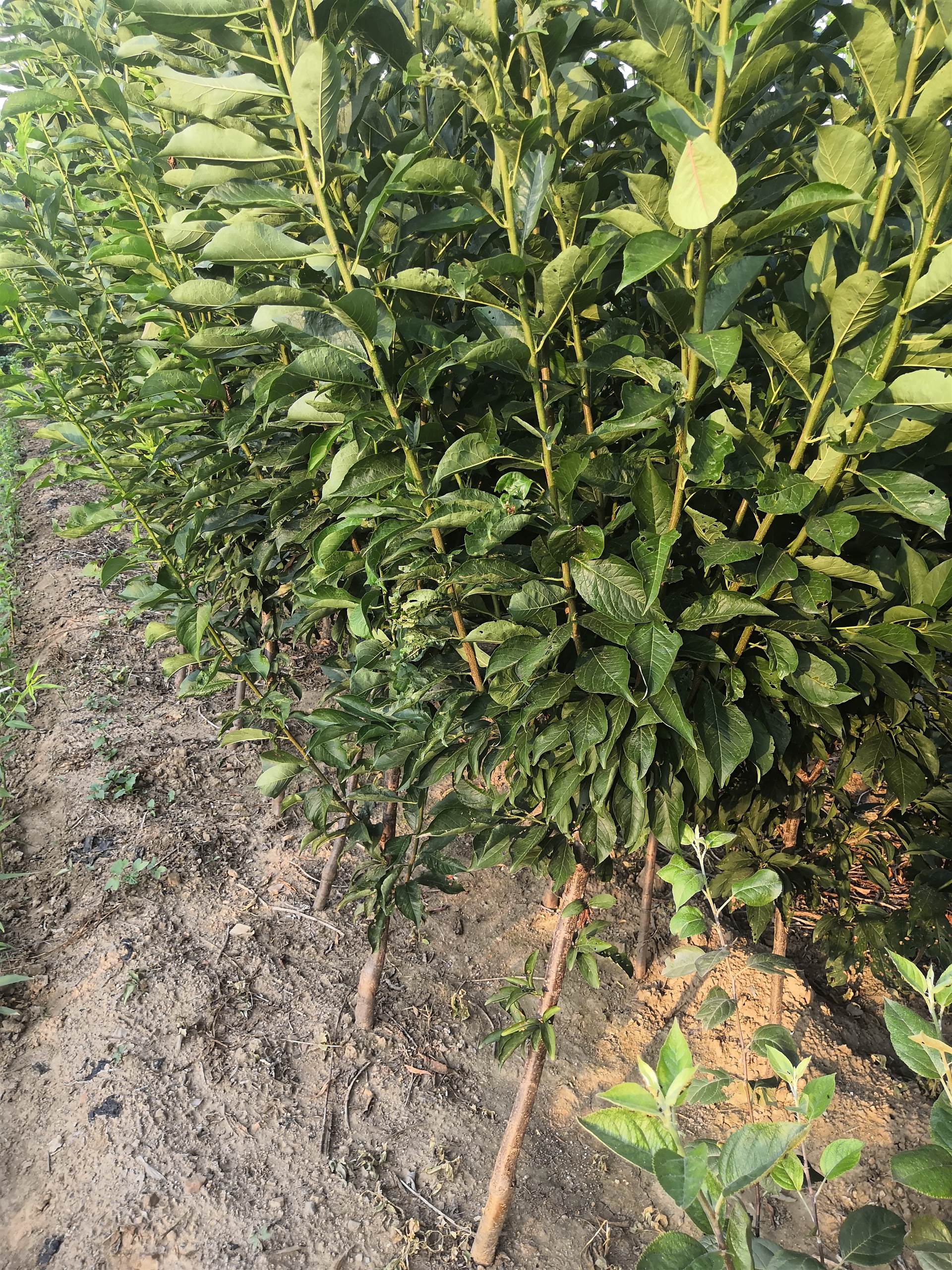 泰安蜂糖李子树苗种植管理