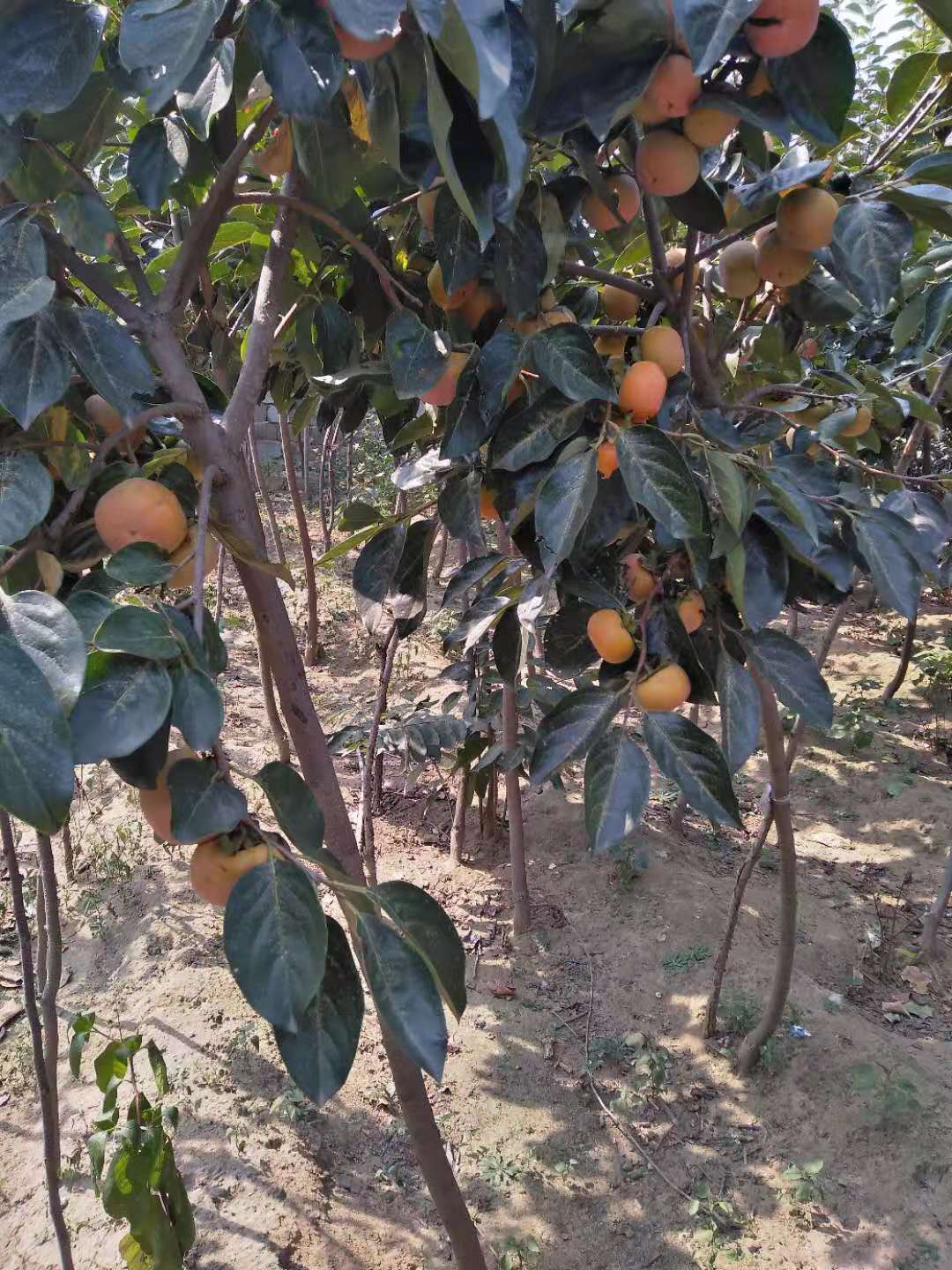 2公分脆柿子树苗3公分脆柿子树苗