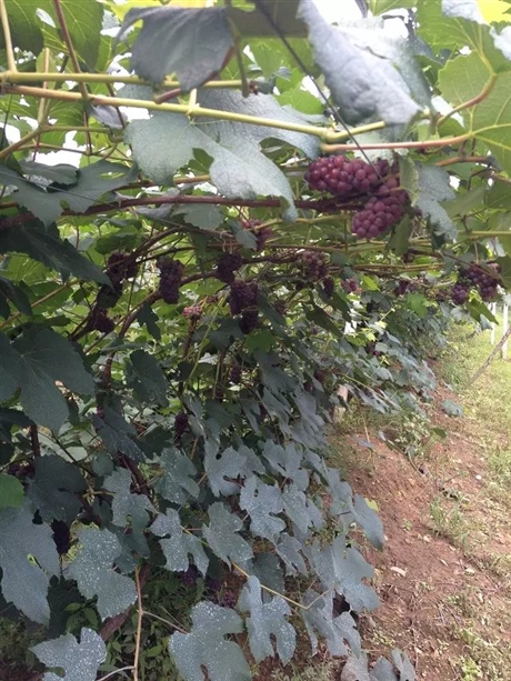 金紅娃葡萄苗多少錢 吉林出售金紅娃葡萄苗 無(wú)核劑 膨大劑