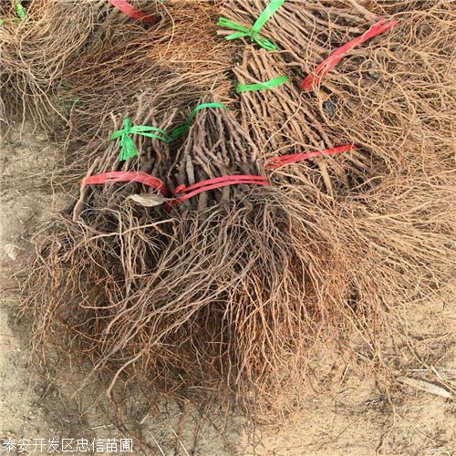 一年生魏可葡萄苗批发