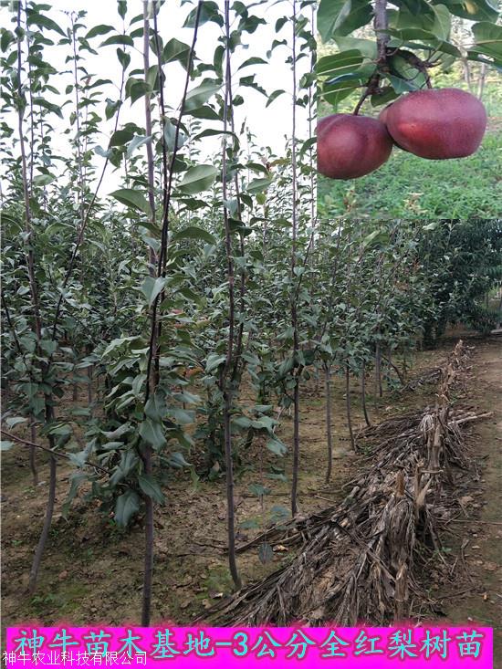 全红梨树苗水果种植前景 2公分全红梨树苗基地