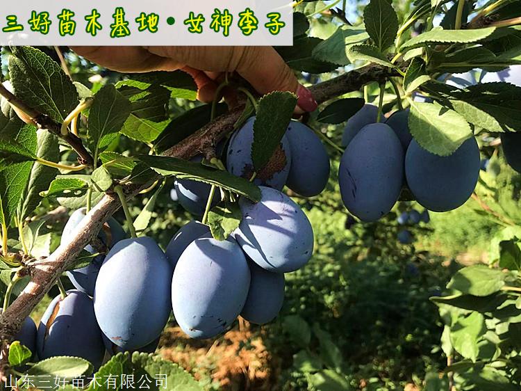 女神李子苗品種特點西梅李子苗種植介紹