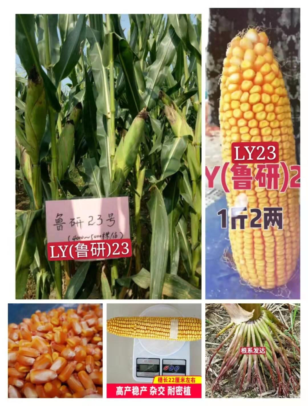 金农大777玉米种图片