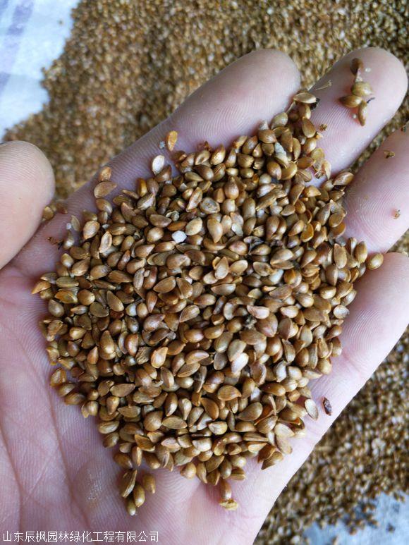 甜茶小水苗 平邑甜茶苗 山东甜茶苗 沂蒙垂丝海棠嫁接苹果树沾木