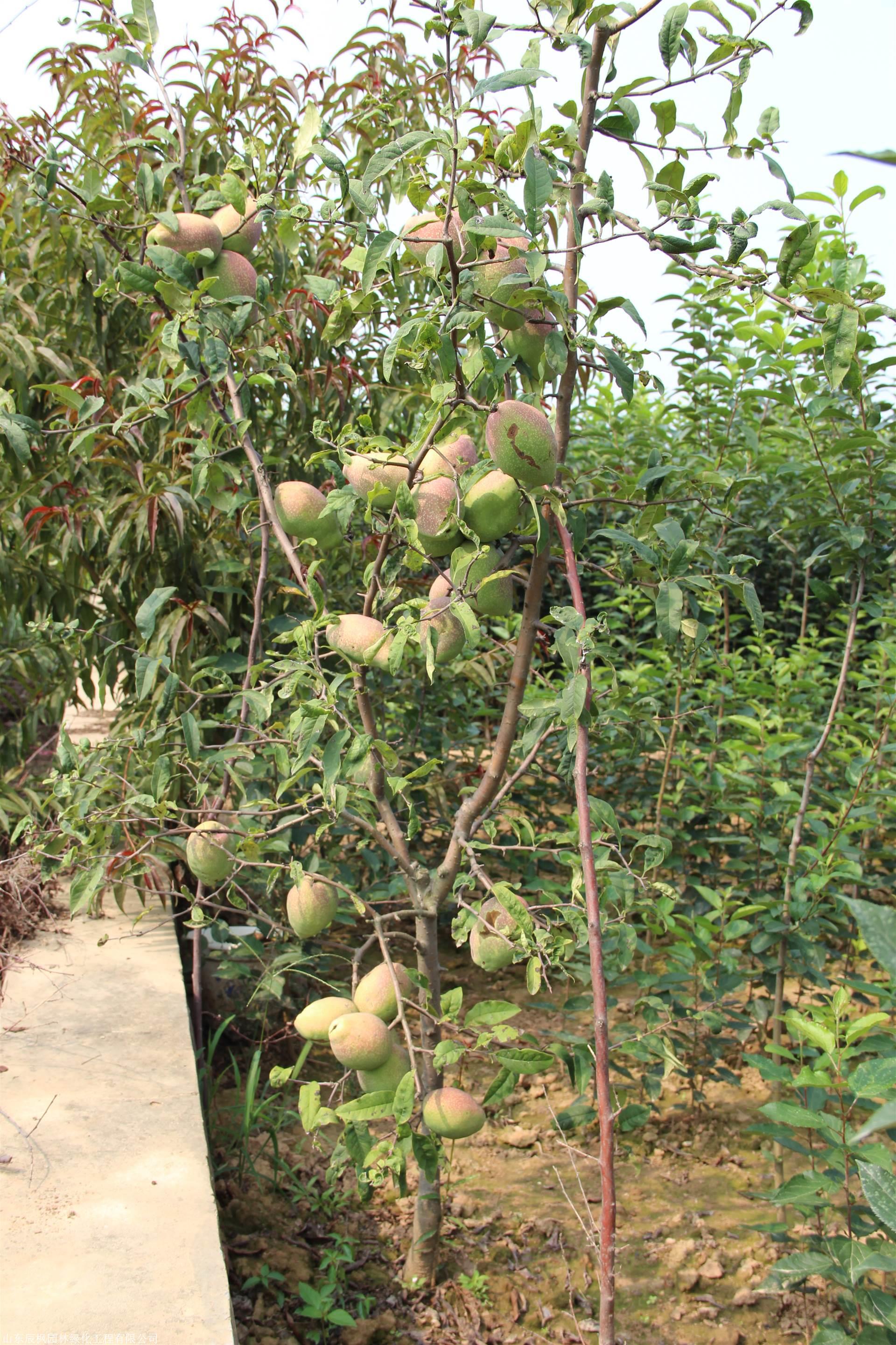 大量供应皱皮木瓜苗价格走势