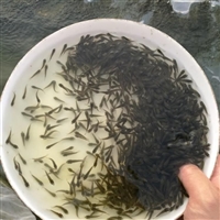快大湘云鲫鱼苗 池塘养殖鲫鱼鱼苗培育 高产养殖周期短