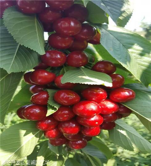 奇早樱桃苗 奇早樱桃苗价格咨询