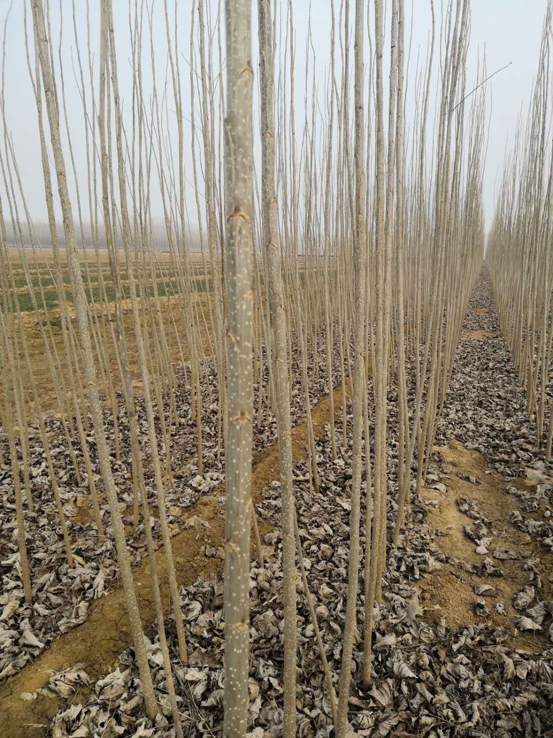 優質107楊樹木大量出售