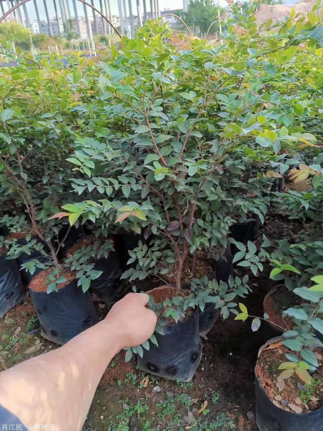 渔沙坦渔中路金林种苗期待你的来电除了大量供应艾斯卡四季嘉宝果树苗