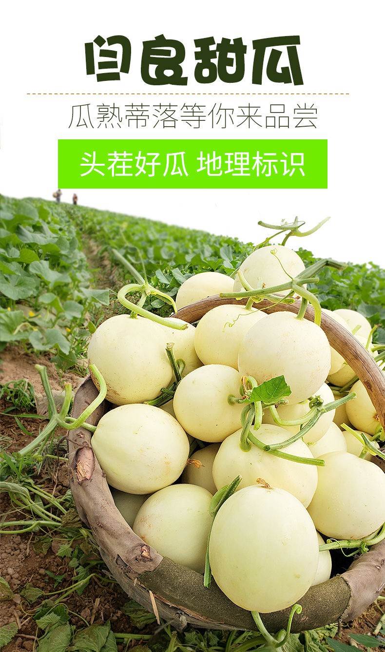 陕西阎良甜瓜 水果新鲜 白瓜蜜瓜