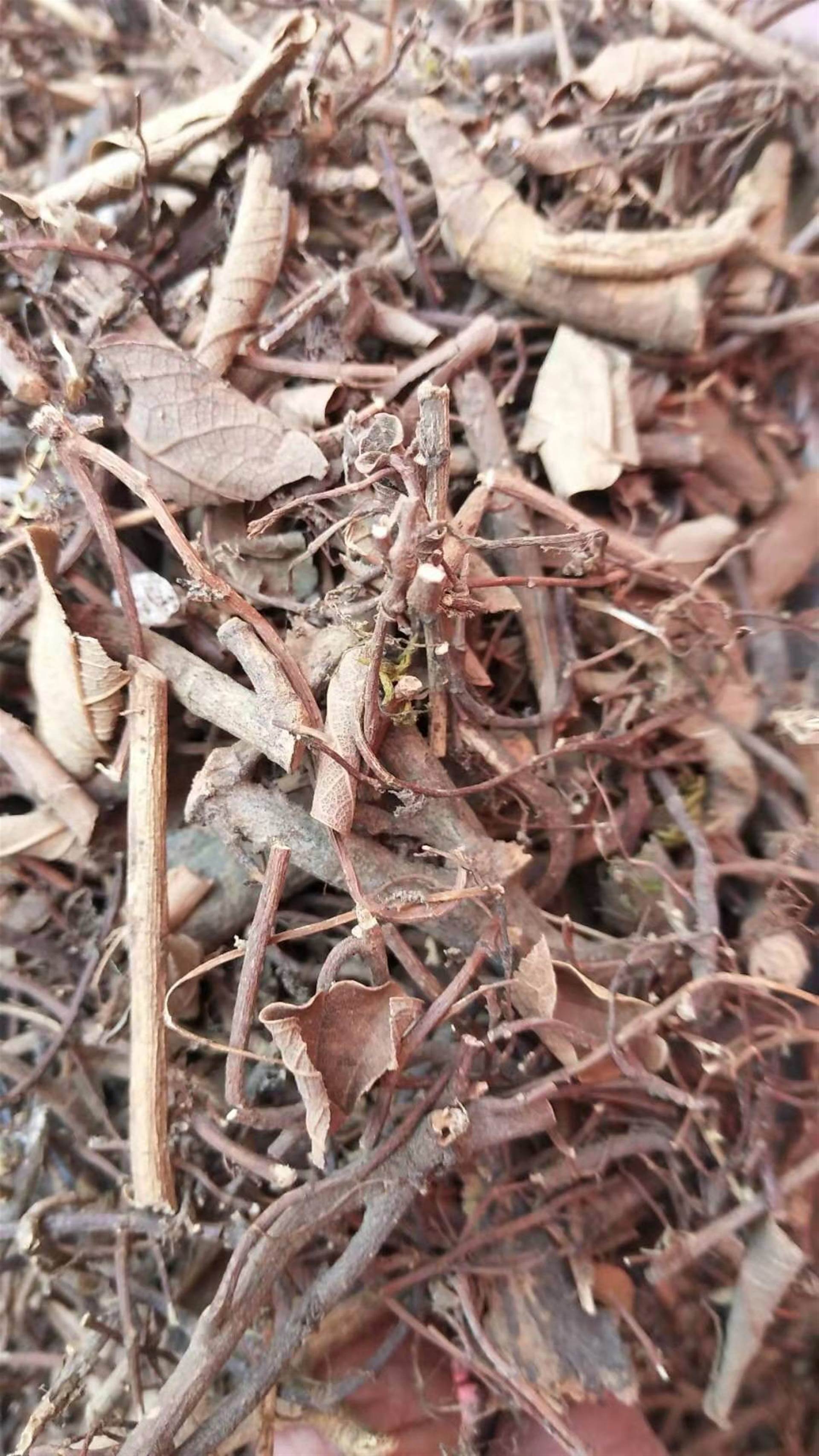 小肠风草图片