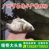 ，苗特种缩骨 缩骨鳙鱼苗