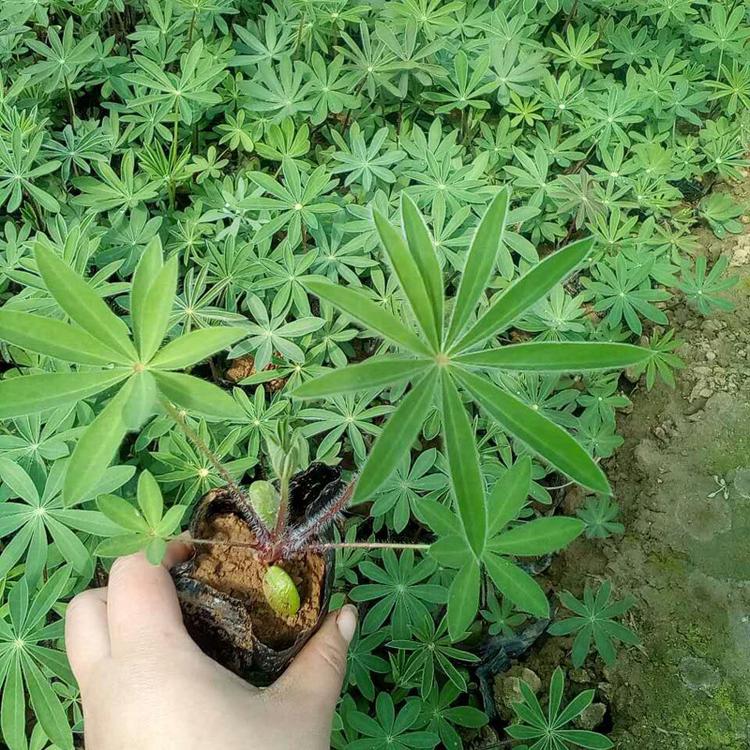 羽扇豆价格羽扇豆苗