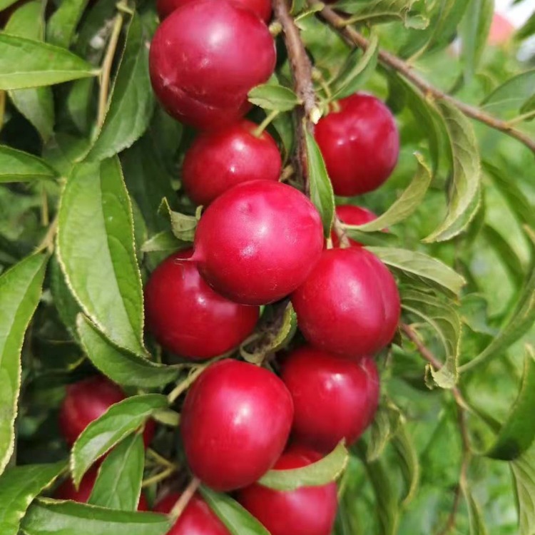 山西千亩中华钙果苗价格批发种植基地