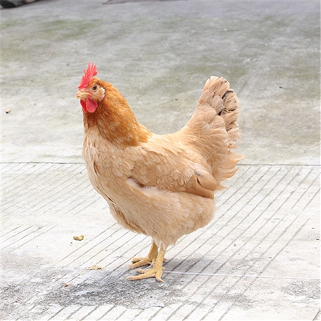 供应仙居鸡苗,孵化厂场仙居鸡苗