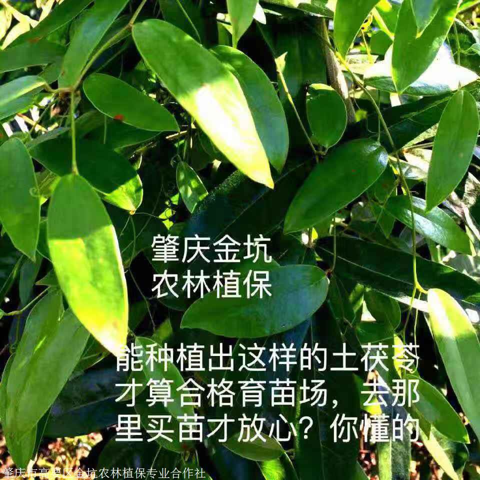 广东土茯苓种植基地图片