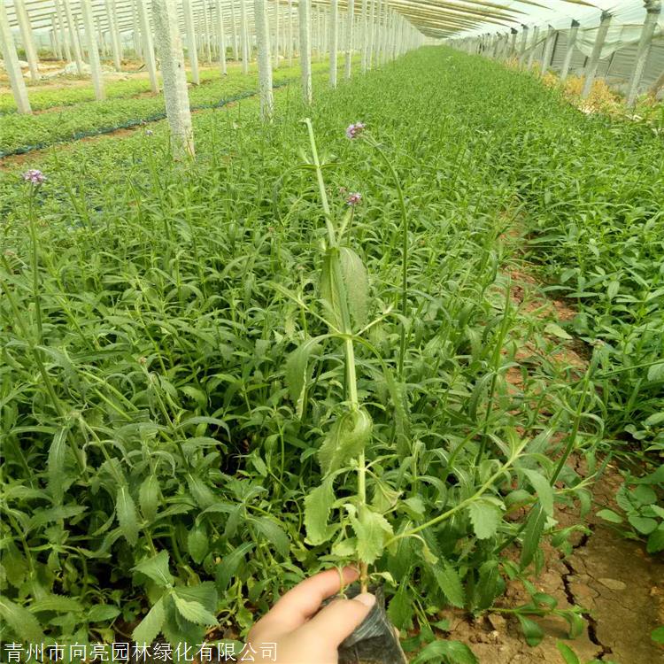 柳叶马鞭草批发 向亮园林 营养杯苗 草花种植基地