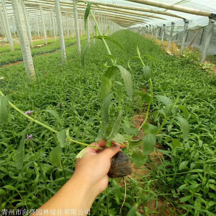 柳叶马鞭草批发 向亮园林 马鞭草价格 清热解毒活血散瘀