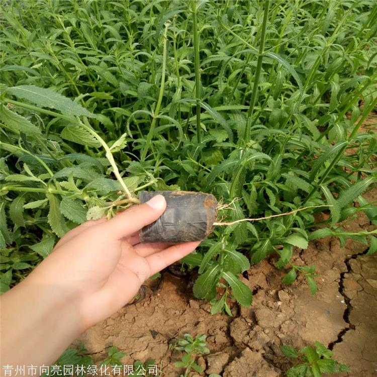 柳叶马鞭草批发 向亮园林 营养杯苗 草花种植基地