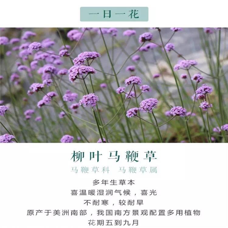 花苗供应 柳叶马鞭草 马鞭草小苗 耐旱能力强