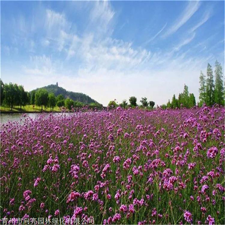 柳叶马鞭草批发 向亮园林 营养杯苗 草花种植基地