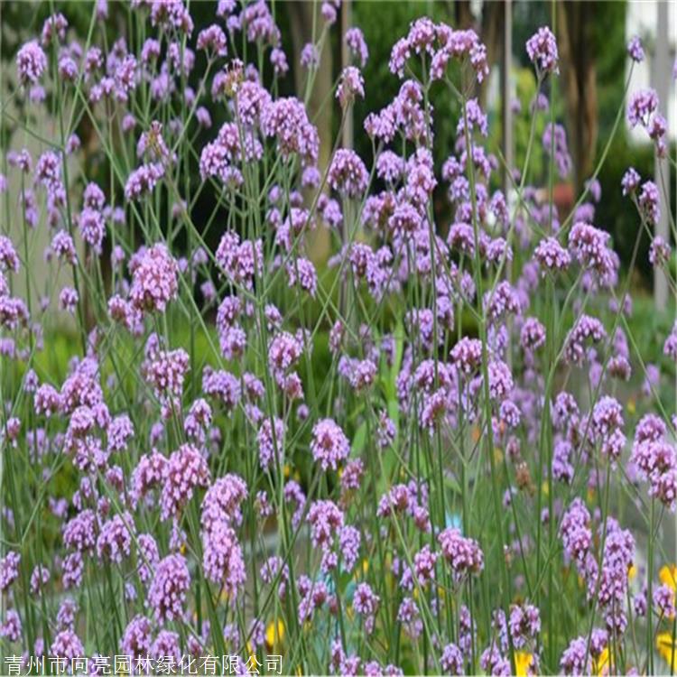花苗供应 柳叶马鞭草 马鞭草小苗 耐旱能力强