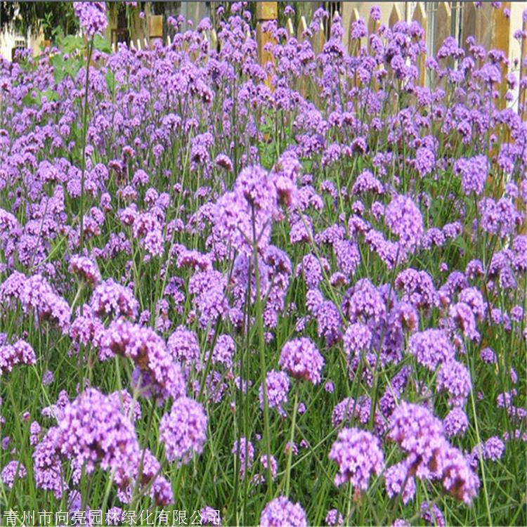 柳叶马鞭草批发 向亮园林 营养杯苗 草花种植基地