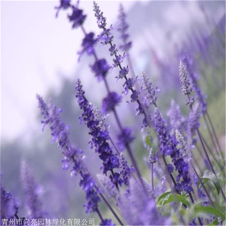 花苗供应 柳叶马鞭草 马鞭草小苗 耐旱能力强